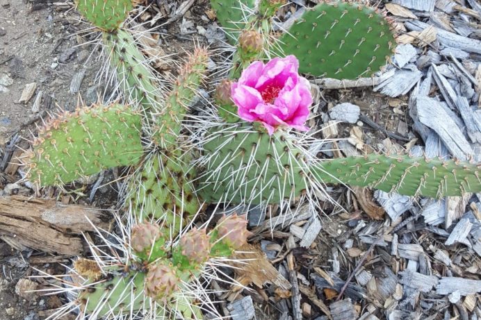 Waterwise Botanicals - Your Destination Botanical Gardens