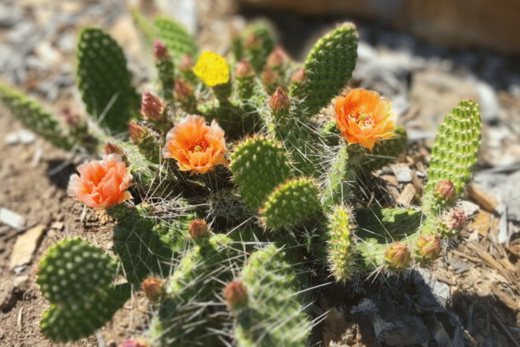 Nala ナラ　Cactus all in one Nebraska Orange